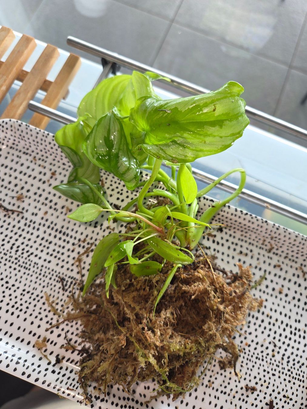 Pflanzen & Samen: ** Philodendron Mamei** – Gebraucht aus Broc von omegadlocks 4