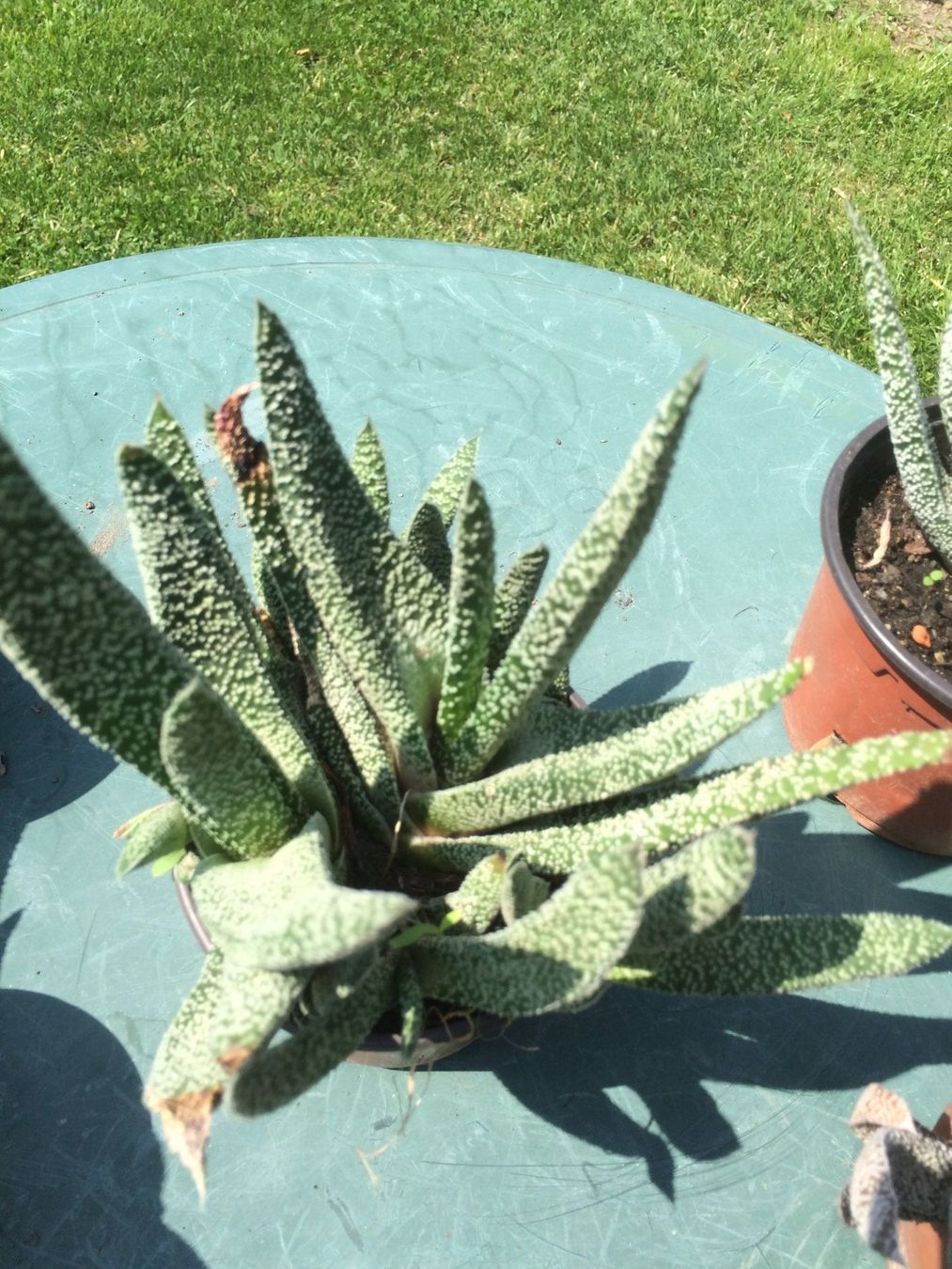 Piante & sementi: Aloe humelis – Nuovo (secondo la descrizione) da Vinelz venduto da Wellensittich55 5