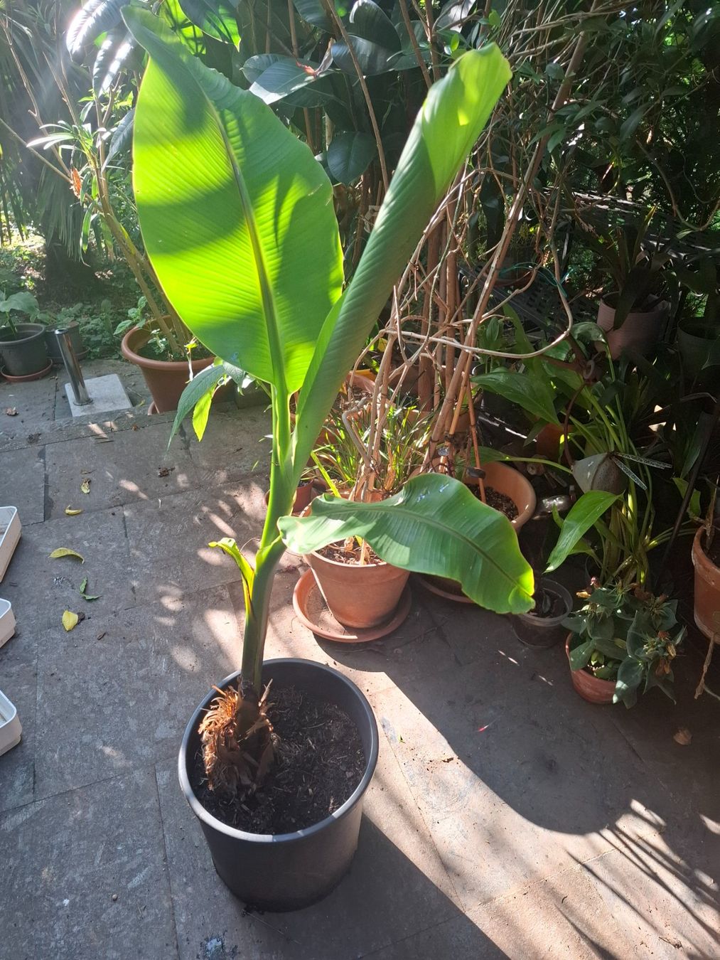 Piante & sementi: Winterharte Banane Musa basjoo – Usato da Zürich venduto da esap