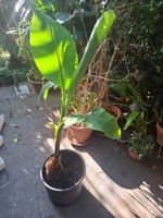 Winterharte Banane Musa basjoo