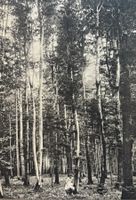 Baumstudien (11x16 cm) - Buchenwald bei Aarau