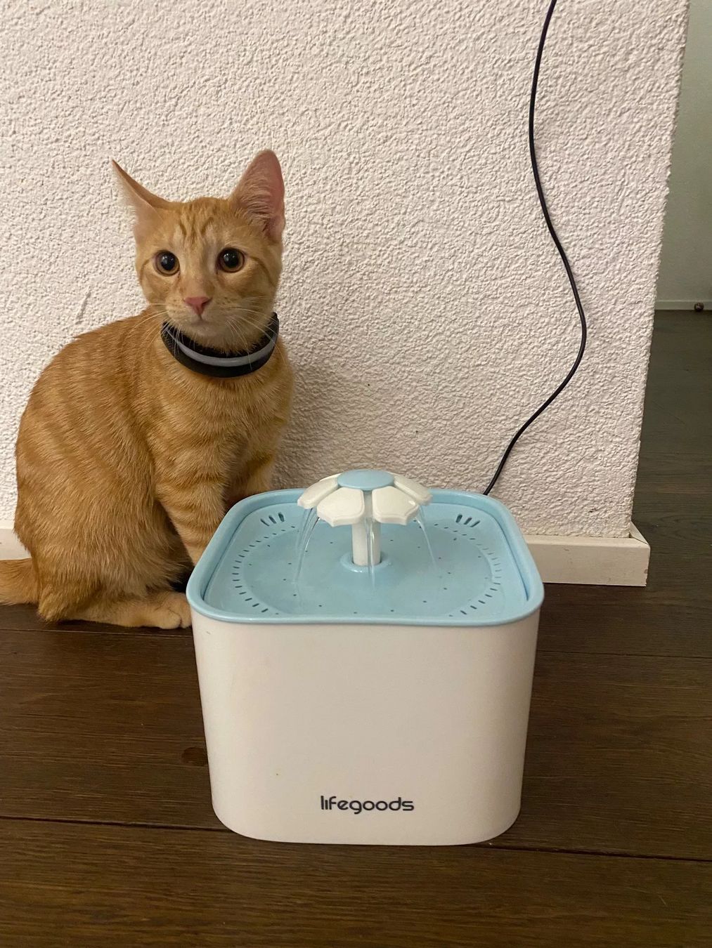 Stagni & Fontane ornamentali: Katzen-Trinkbrunnen – Usato da Zürich venduto da JaninaLutz 1
