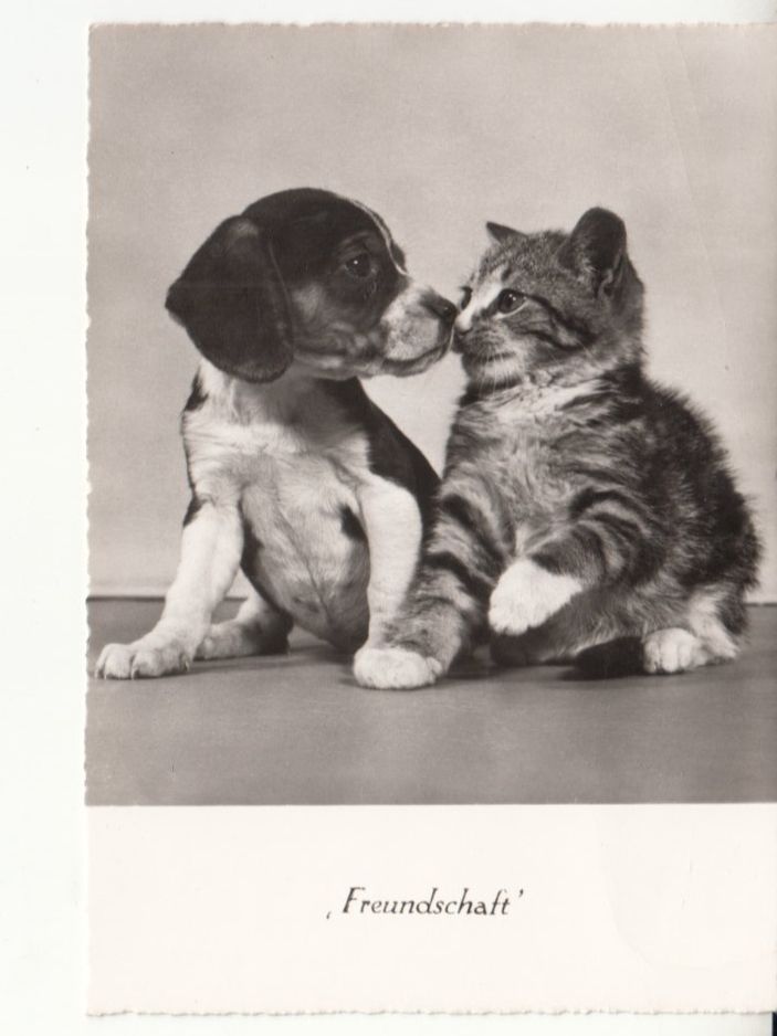 Cartoline postali: Motivkarte Freundschaft ca. 1950 – Usato da Bürglen TG venduto da StampGraf
