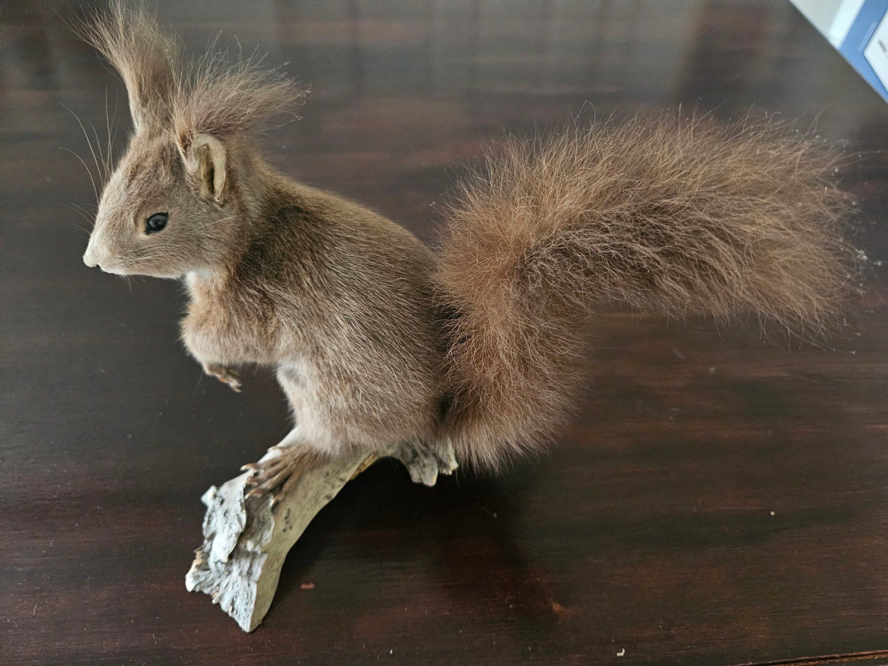 Il mondo degli animali: ausgestopftes Eichhörnchen – Usato da Zürich venduto da tschudin.barbara 2
