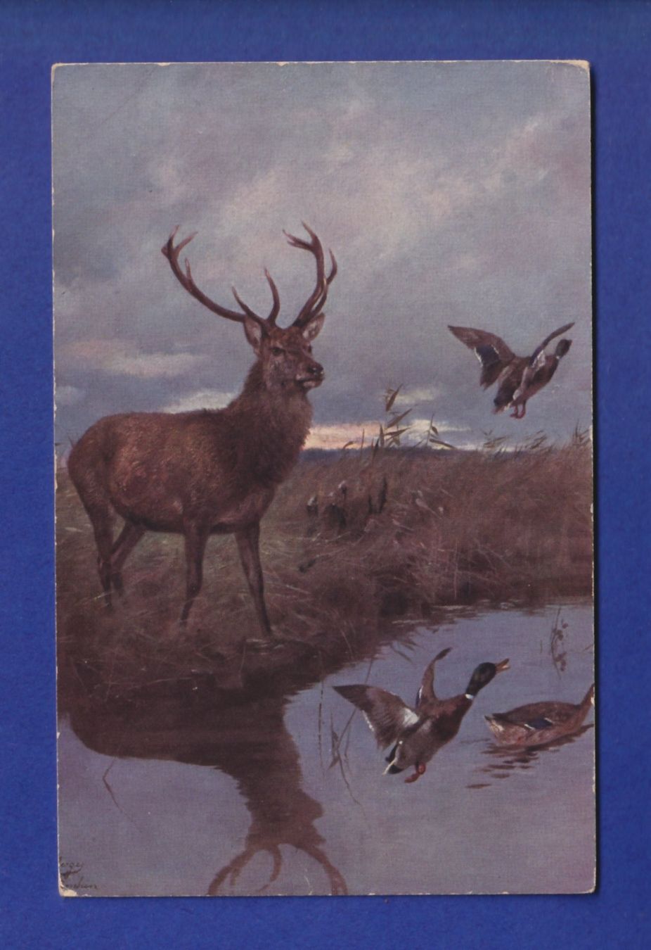 Cartoline postali: CERF et CANARD – Usato da Pully venduto da nicecards-shop