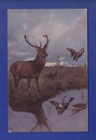 CERF et CANARD