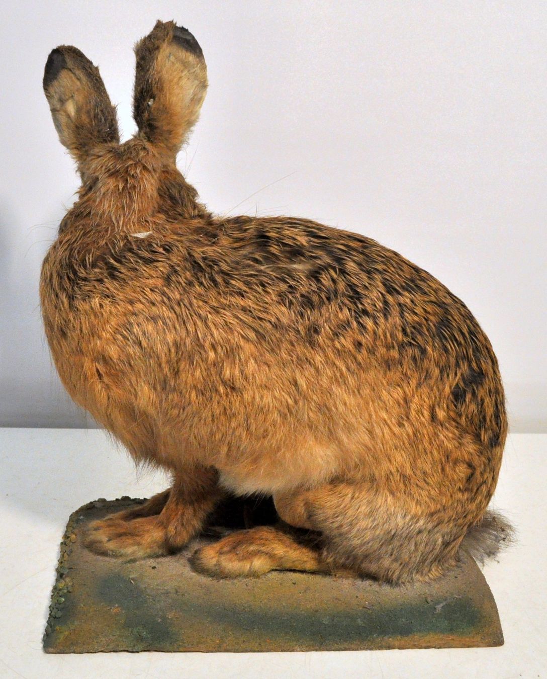 Welt der Tiere: Lièvre naturalisé – Gebraucht aus Neuchâtel von Neuchatel 2