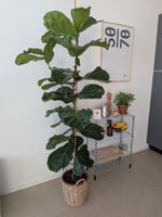 Ficus Lyrata XXL - Geigenfeige - 184cm