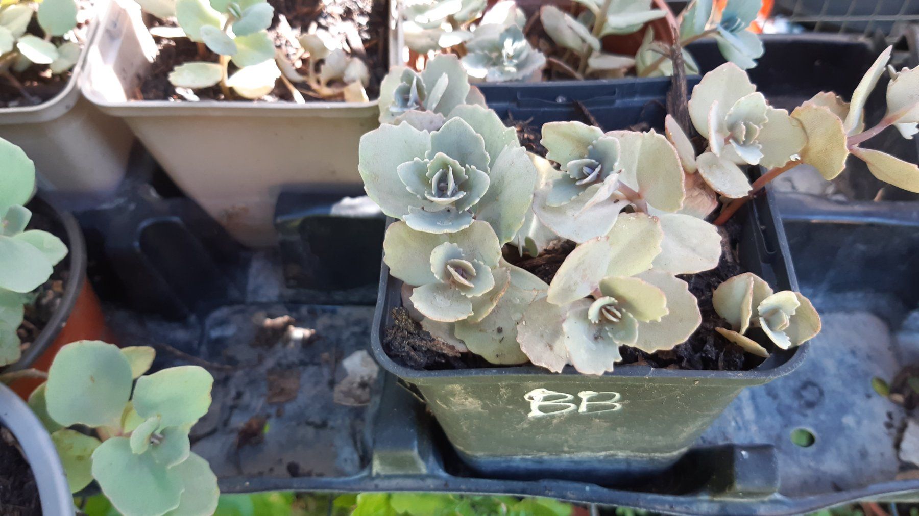 Plantes & graines: mini sedum Bodendecker-1 töpfchen mit 5 Ableger – Neuf (Voir description) à Ibach par chaemilochhobbygarte 9