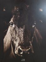 Wandbild "Camargue-Stier" – Galerie Julius (60 × 40 cm)