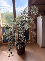 Ficus Zimmerpflanze