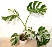 Monstera Deliciosa Albo Variegata