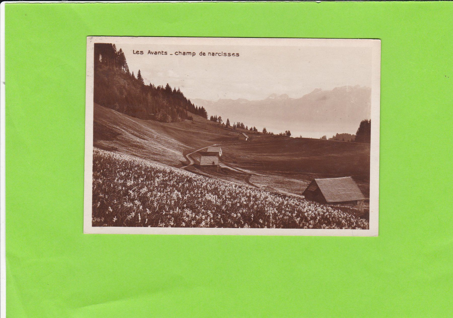 Cartoline postali: Les Avants-champ de narcisses – Usato da St. Peterzell venduto da neckertal