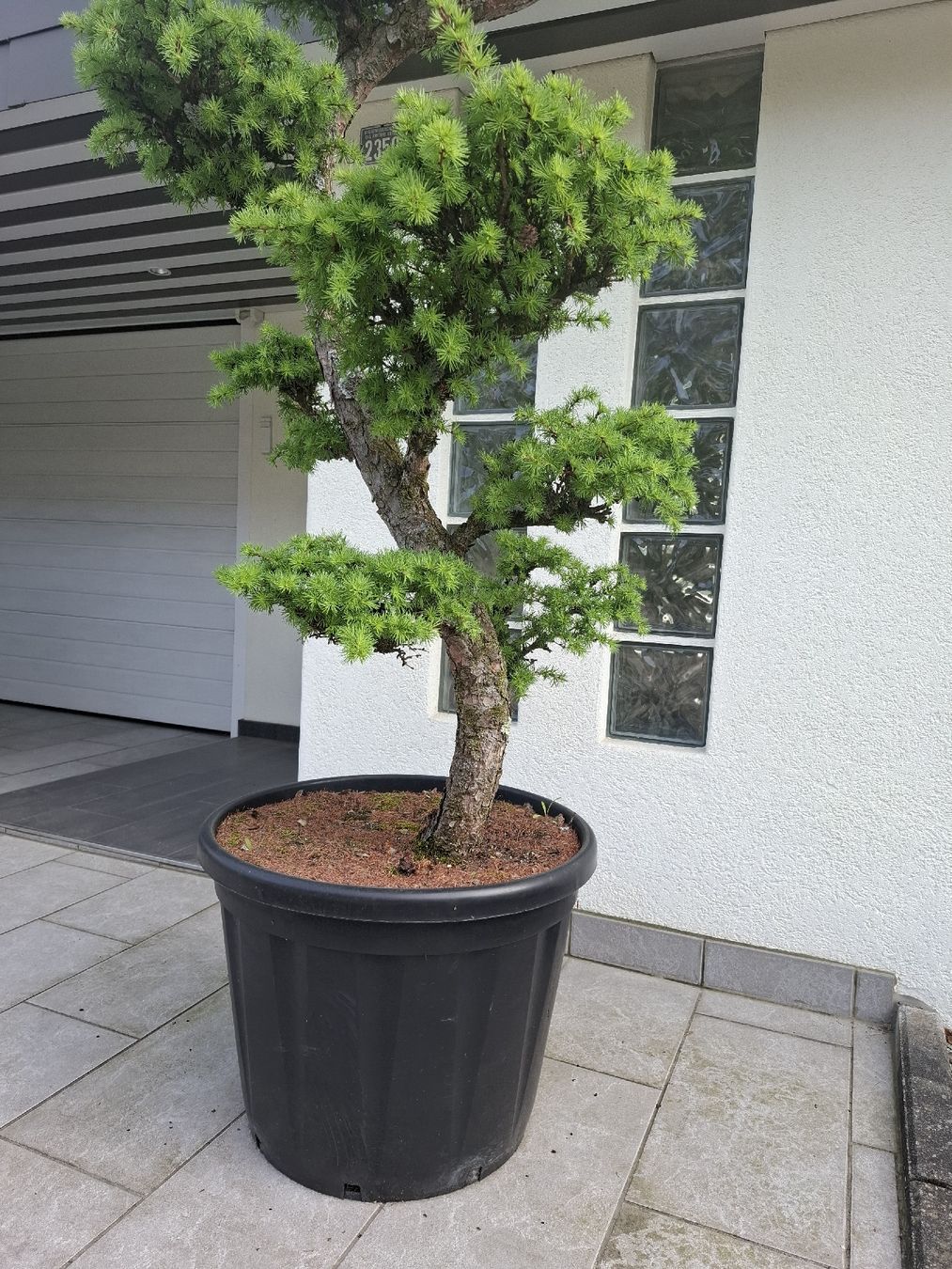 Piante & sementi: Japanische Lärche – Usato da Kriens venduto da nin_52cn 3
