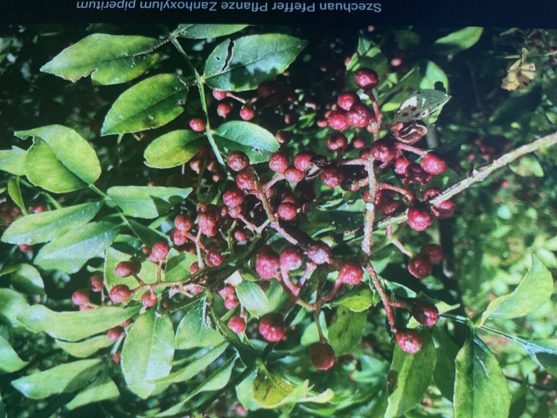 Plantes & graines: szechuan Pfeffer Samen – D'occasion à Bern par Csaxo 4
