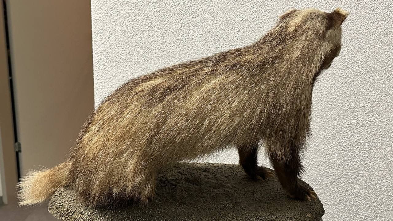 Il mondo degli animali: Ausgestopfter Dachs – Usato da Beringen venduto da Mantafisch1 5