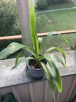 Yucca Palme (Elephantipes)🪴