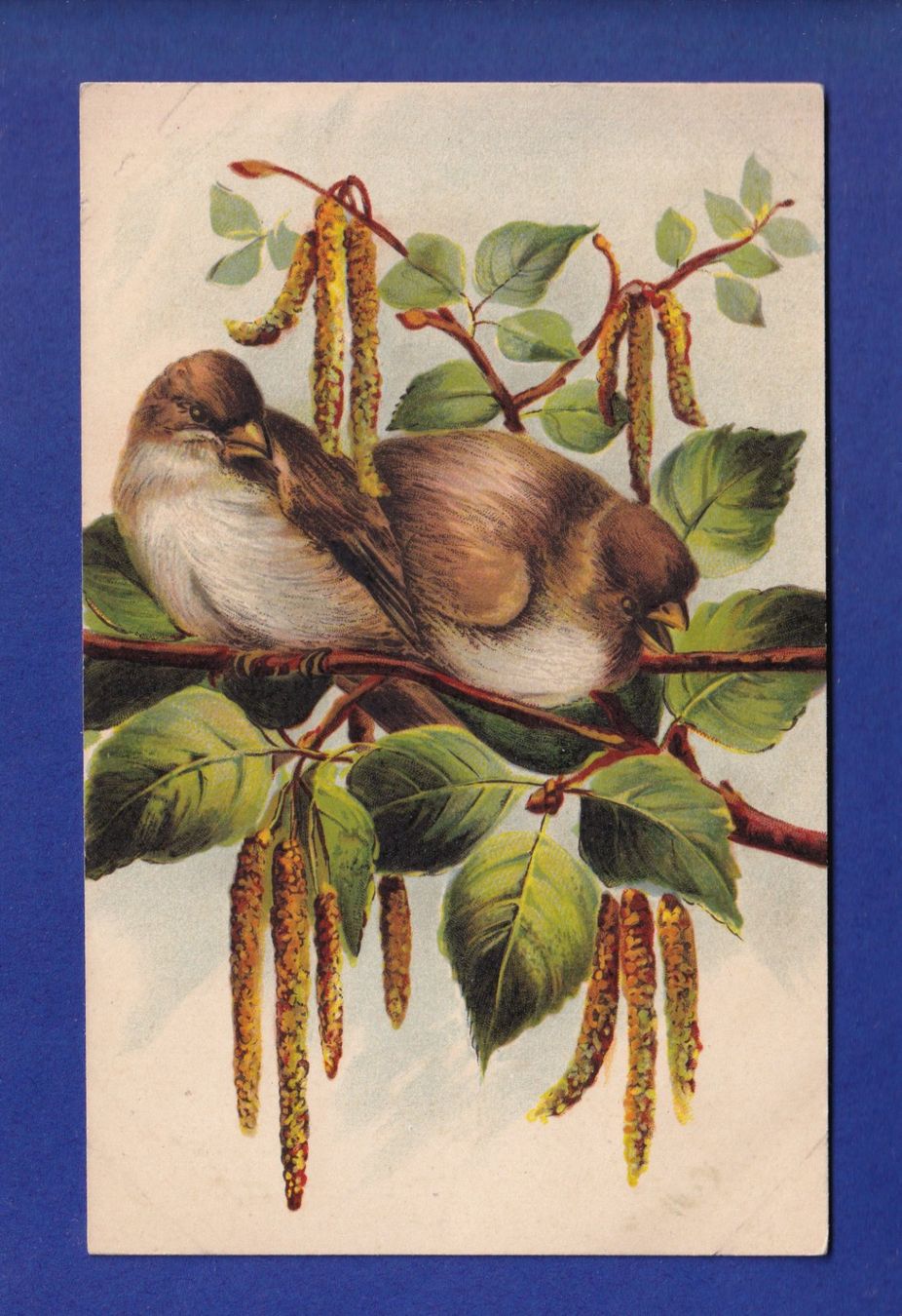 Ansichtskarten: OISEAU - Moineaux – Gebraucht aus Pully von nicecards-shop