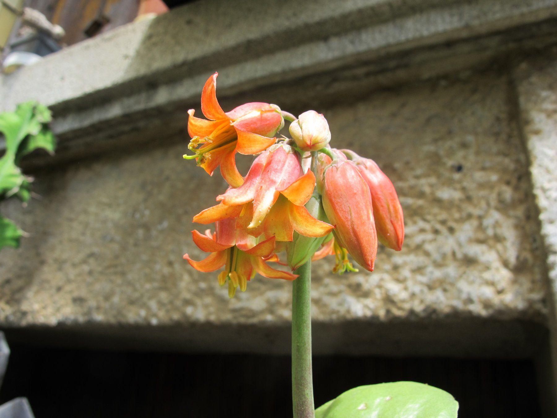 Piante & sementi: Cotyledon    ( orbiculata var. oblonga 'Macrantha' ) – Usato da Emmenbrücke venduto da Tacitus0 2