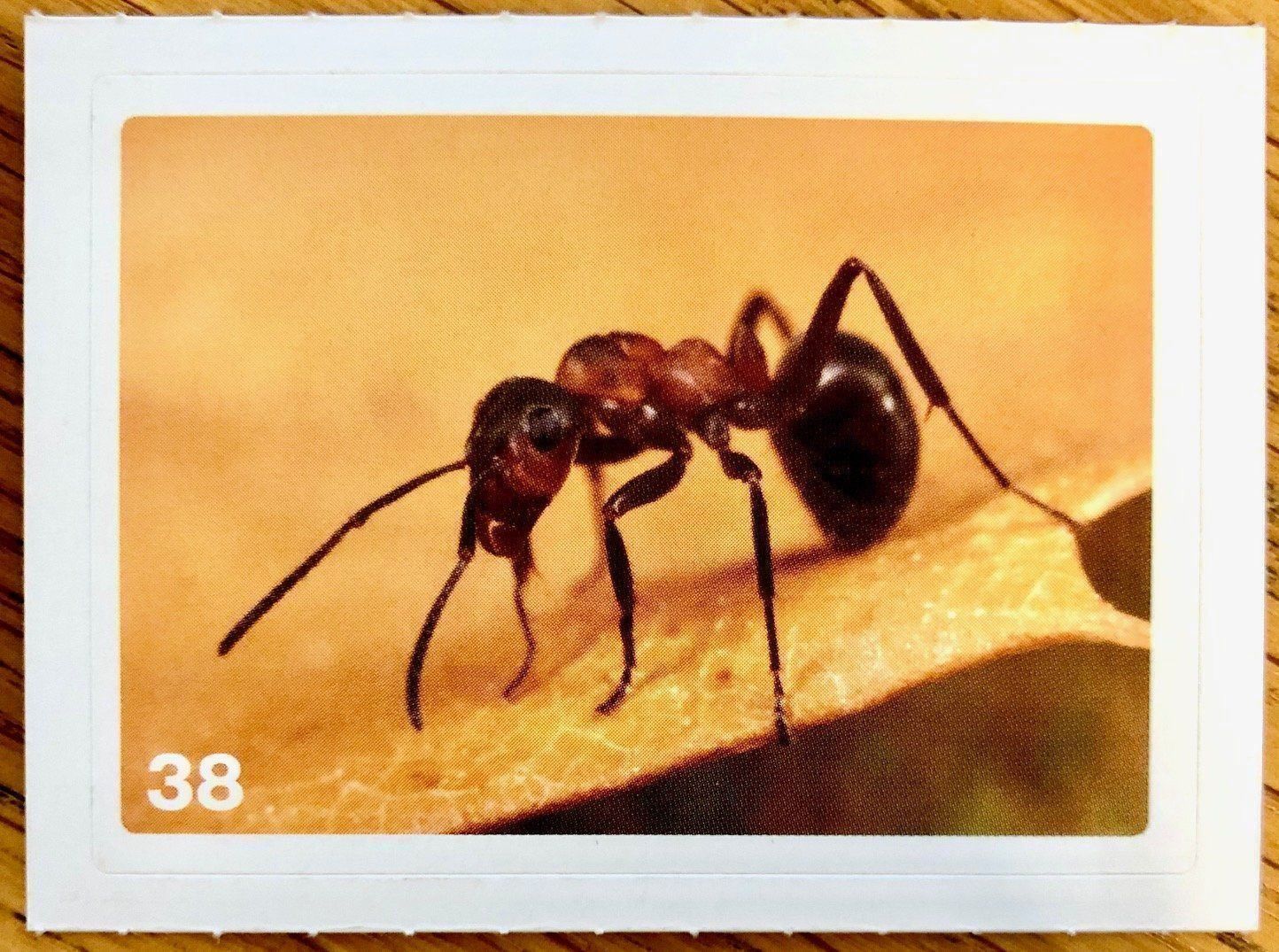 Migros Carte collezionabili: Migros Nature Detectives - Bild Nr. 38 – Nuovo (secondo la descrizione) da Oberrieden venduto da Zimmerberg10