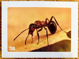 Migros Nature Detectives - Bild Nr. 38
