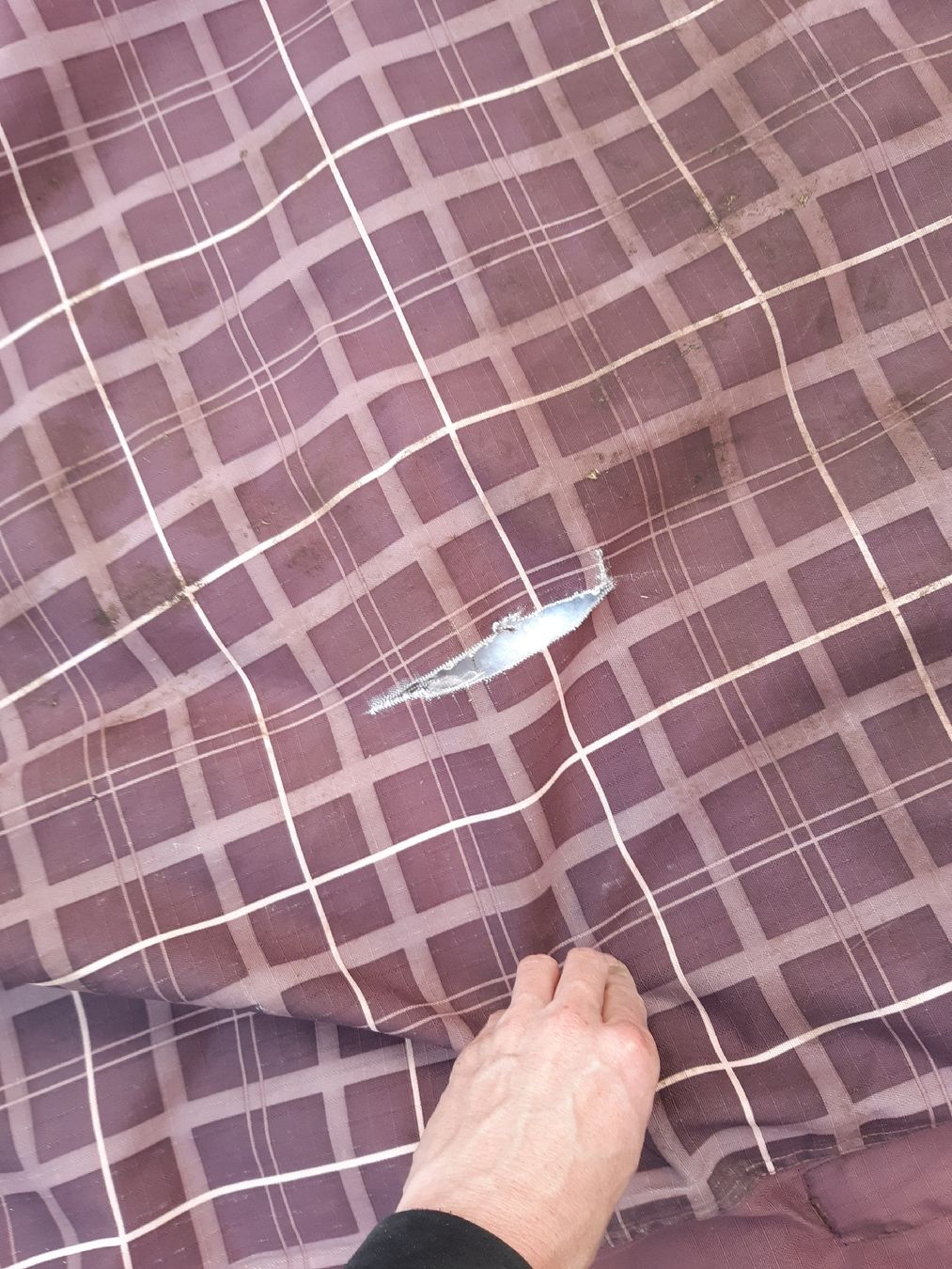 Coperte: winterdecke 155cm – Usato da Nebikon venduto da Haidihooo 1
