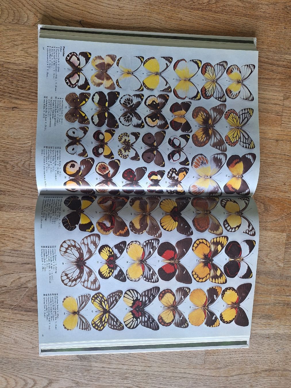 Bücher: Enzyklopädie der Schmetterlinge – Gebraucht aus Ipsach von nik_6hkj 2
