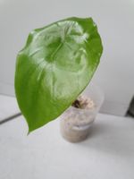 Alocasia Clypeolata