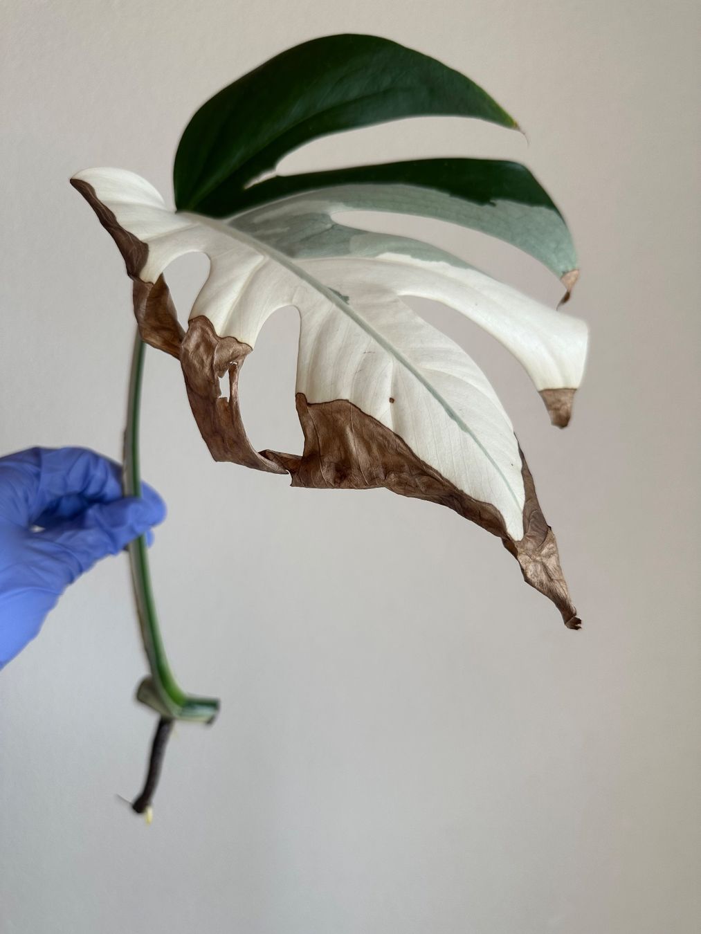 monstera weißanteil erhöhen Monstera adansonii Variegata