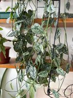 Scindapsus Pictus ‘Silver Lady’