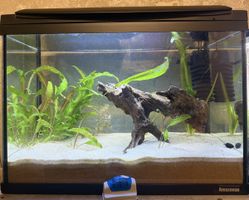 Aquarium Amazonas F75