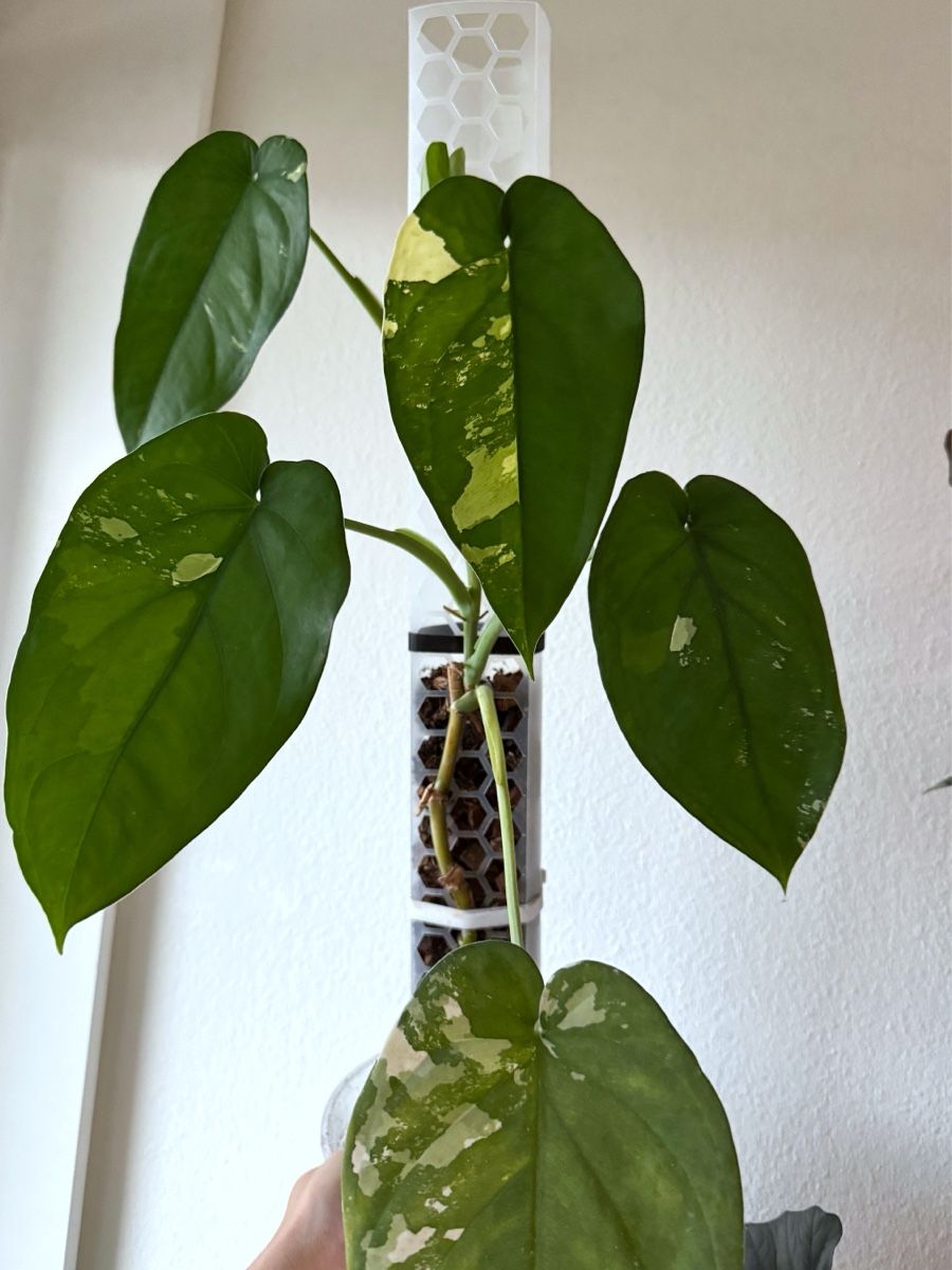 Pflanzen & Samen: Syngonium Chiapense Variegated – Neu (gemäss Beschreibung) aus Bern von Lucas_Ma