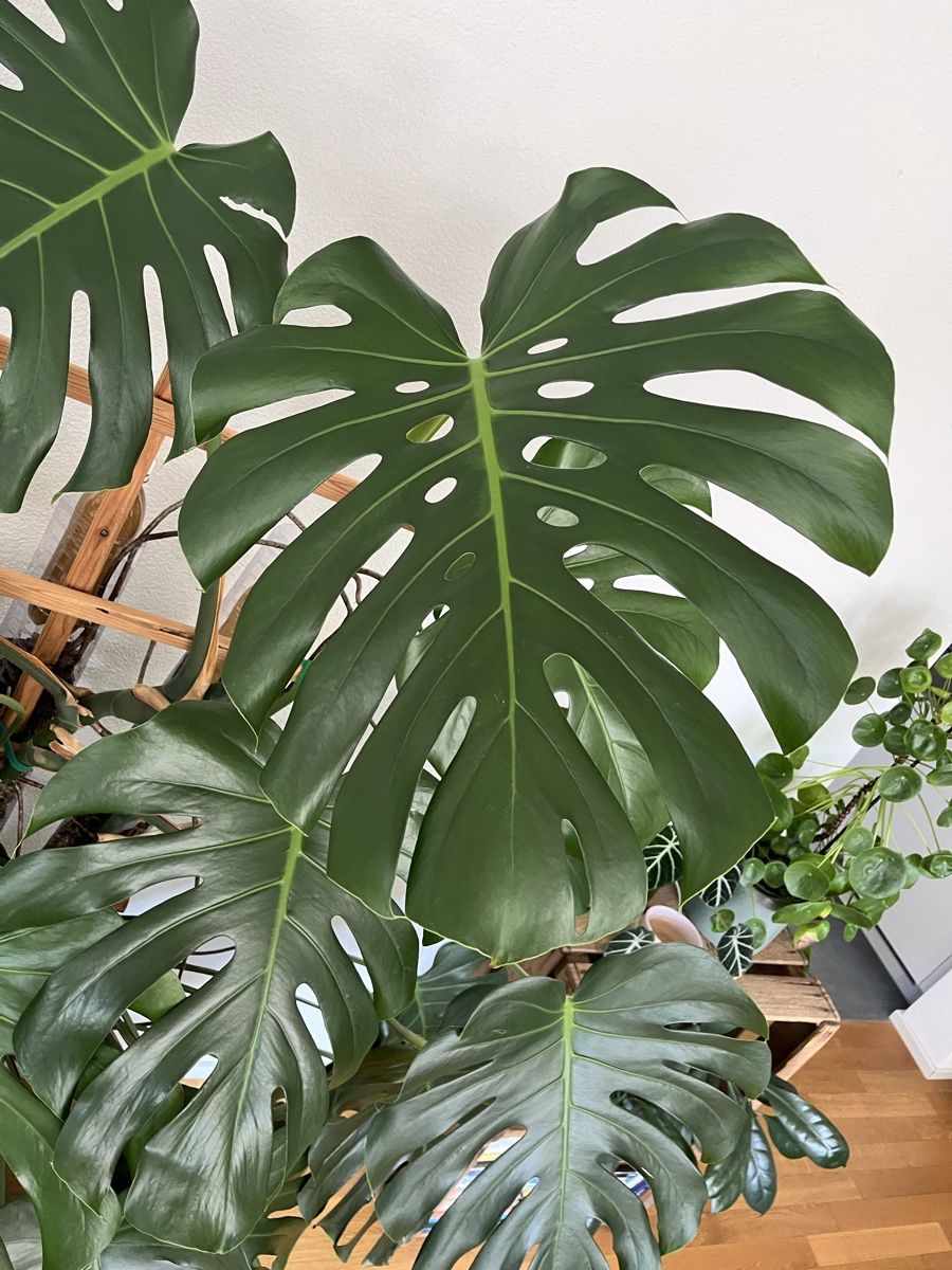 Pflanzen & Samen: XXL Monstera deliciosa – Gebraucht aus St. Gallen von ste_k7tp 1