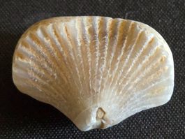 Coquillage fossile unique 🐚 - Idéal collection d'été! 🏖️