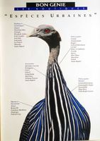 Espèces urbaines (Pfau)