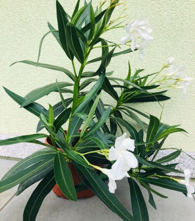 XL Pflanze 50 cm hoch “Oleander” WEISS Dekorative Zierpflanz Kaufen