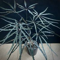 Dizygotheca Elegantissima / Finger Aralie - schwarze Blätter