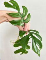 Monstera minima Kopfsteckling😍 (kräftig bewurzelt)