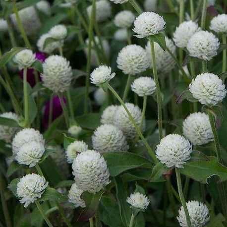 Pflanzen & Samen: 50 Samen Kugelamarant Gomphrena WHITE Samen – Neu (gemäss Beschreibung) aus Ehrendingen von VerveinaSamen 2