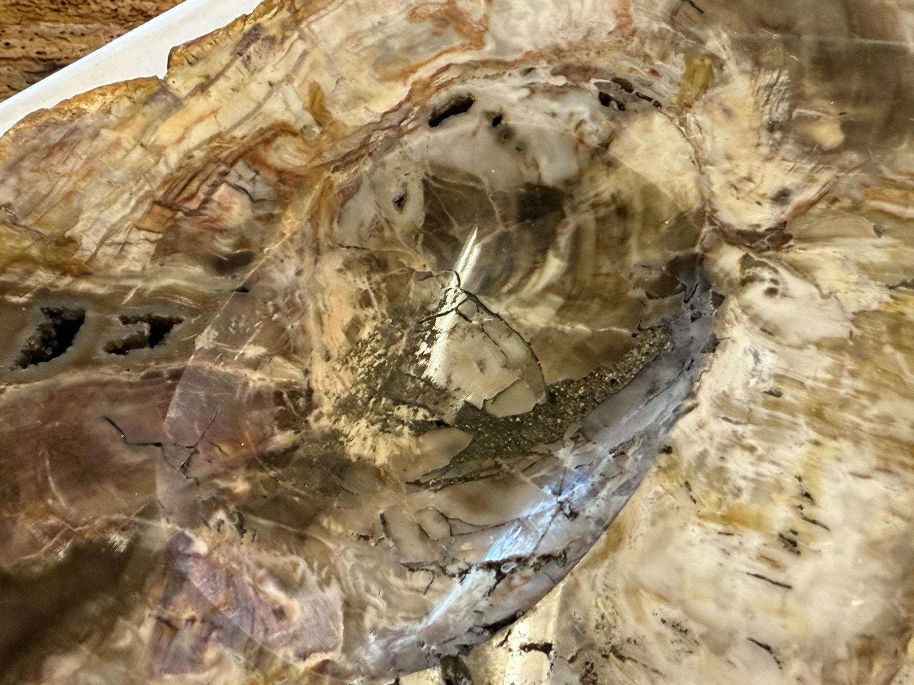 Fossili: Antiker ARAUKARIT versteinerte Holzscheibe – Usato da Bern venduto da Jwpm66 3