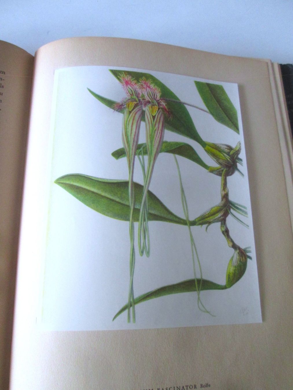Livres: Orchideen – D'occasion à Sementina par babucia 3