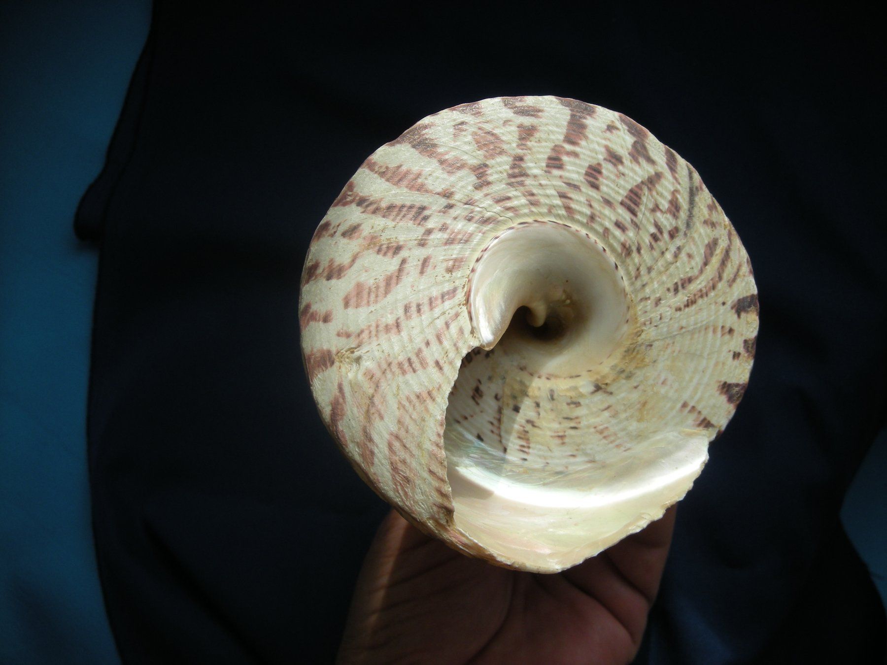 Fossili: Wunderschöne Muschel Philippinen 11 cm11 cm schwer – Usato da Spreitenbach venduto da Sniper8952 3