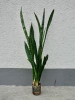 Bogenhanf Sansevieria Trifasciata