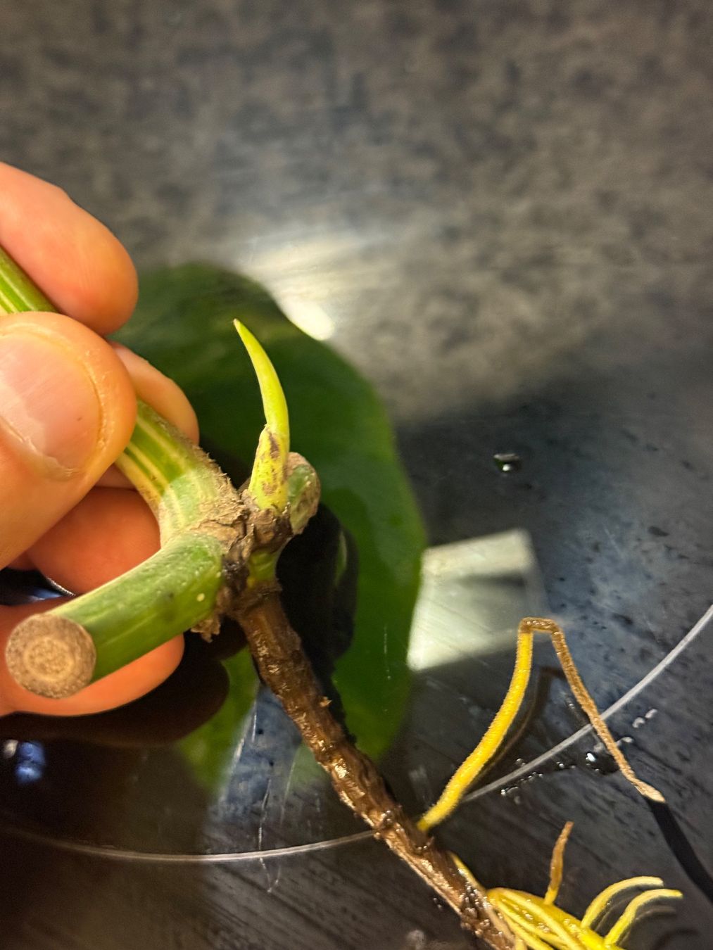 Piante & sementi: Monstera Variegata Steckling von einer Half-Moon-Mutterpflan – Usato da Mendrisio venduto da MonsteraLovers 4