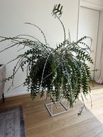 Sägeblattkaktus XL, Epiphyllum anguliger