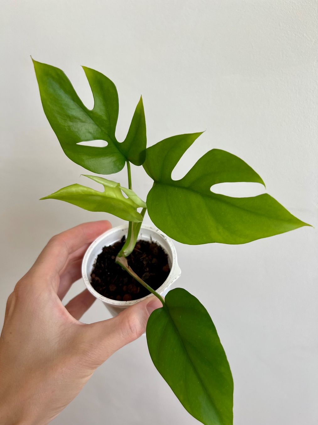 Piante & sementi: Monstera minima💚 – Usato da Glattpark(Opfikon) venduto da ste_n99y 2
