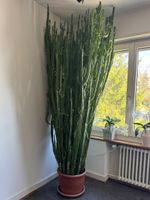 Wolfsmilch / Euphorbia Kaktus - 2.5 m - Zimmerpflanze