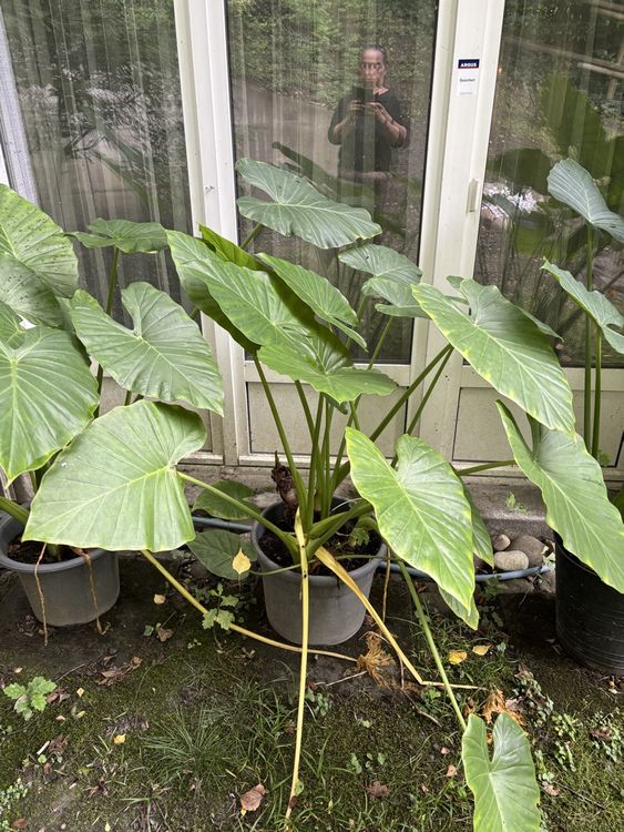 Alocasia Macrorrhiza/ Elefantenohr (Gebraucht) in Triesen fr CHF 80  nur  Abholung auf Ricardo kaufen