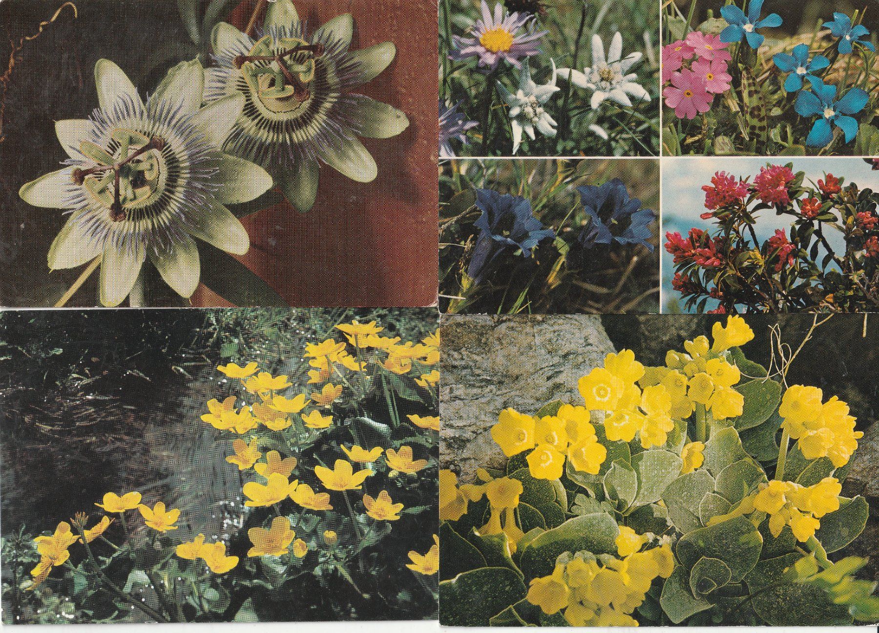 Ansichtskarten: 40 Diverse Blumenkarten – Gebraucht aus Lumbrein von made02 9