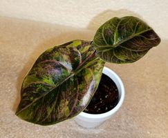 Alocasia Azlanii Variegata